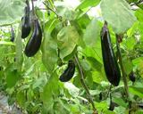 �ϥ����ˤ�˪�֤�֤�