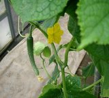 ������ΤǤ�