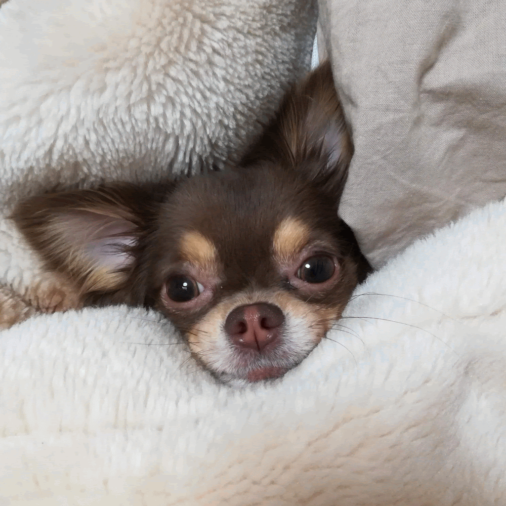 あけまちた かまって犬 チョコのかまチョコblog