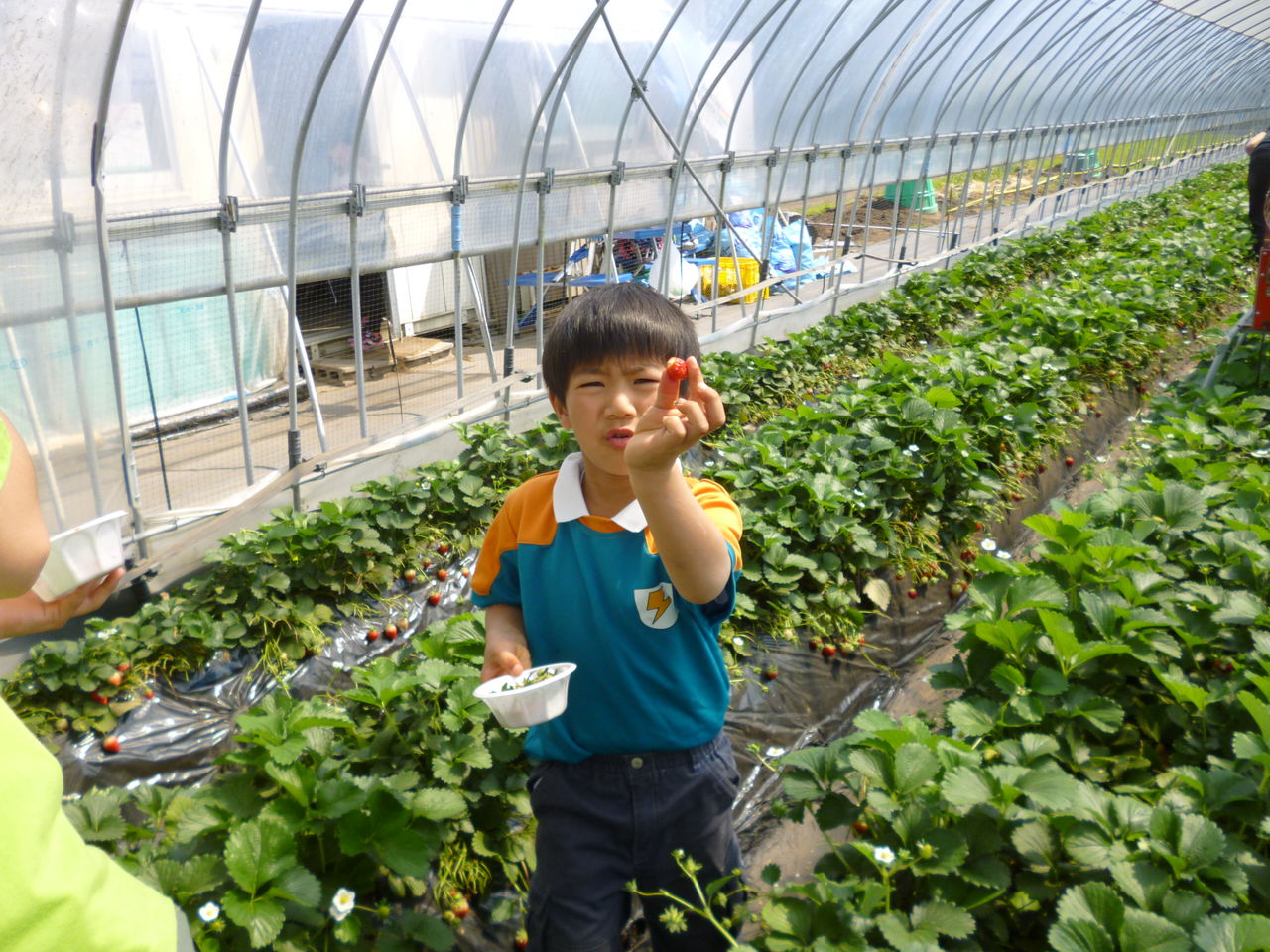 イチゴ狩り 栃木県井頭公園に来ました あばれんぼうの王様たち
