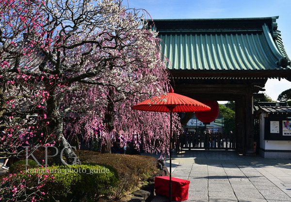 7502 -250T 梅：長谷寺