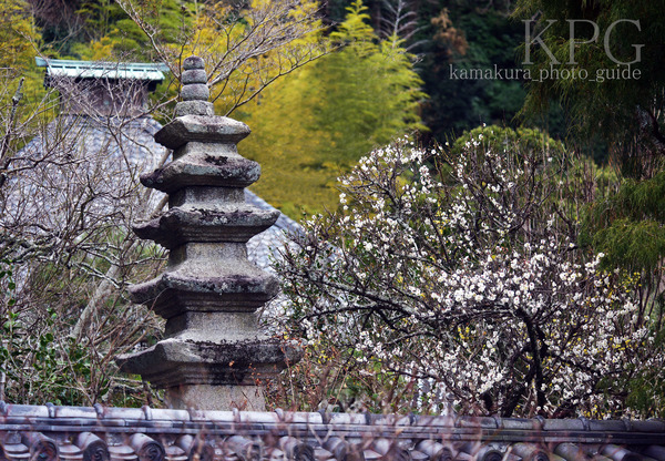 7278 ーB-T 早梅咲く古刹：鎌倉・光即寺