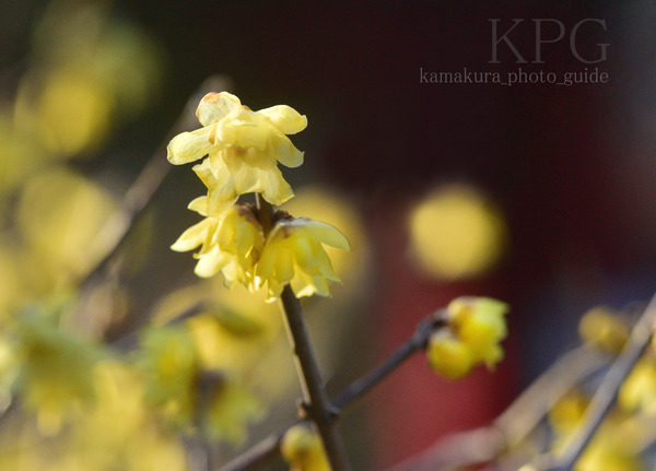 7431-250T  ロウ梅：光即寺