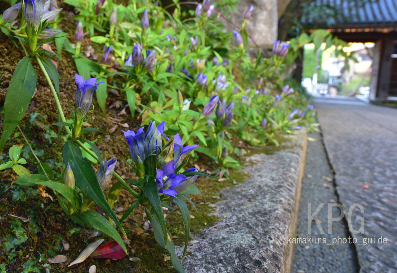 鎌倉市指定の花 リンドウ Kamakura Photo Guideのblog 鎌倉市指定の花 リンドウ Kamakura Photo Guideのblog