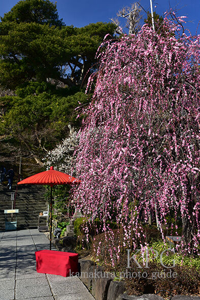 7515 -50T しだれ梅：長谷寺