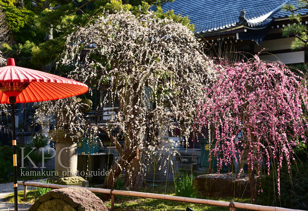 7555-B -250T しだれ梅：常立寺