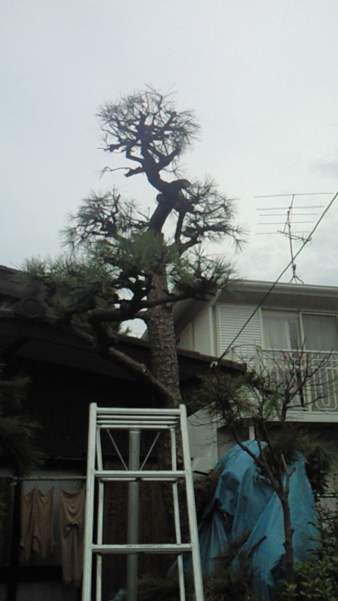 本日の作業 茅ヶ崎市中海岸で松の木の剪定 湘南 鎌倉 藤沢 の植木屋の庭のすすめ
