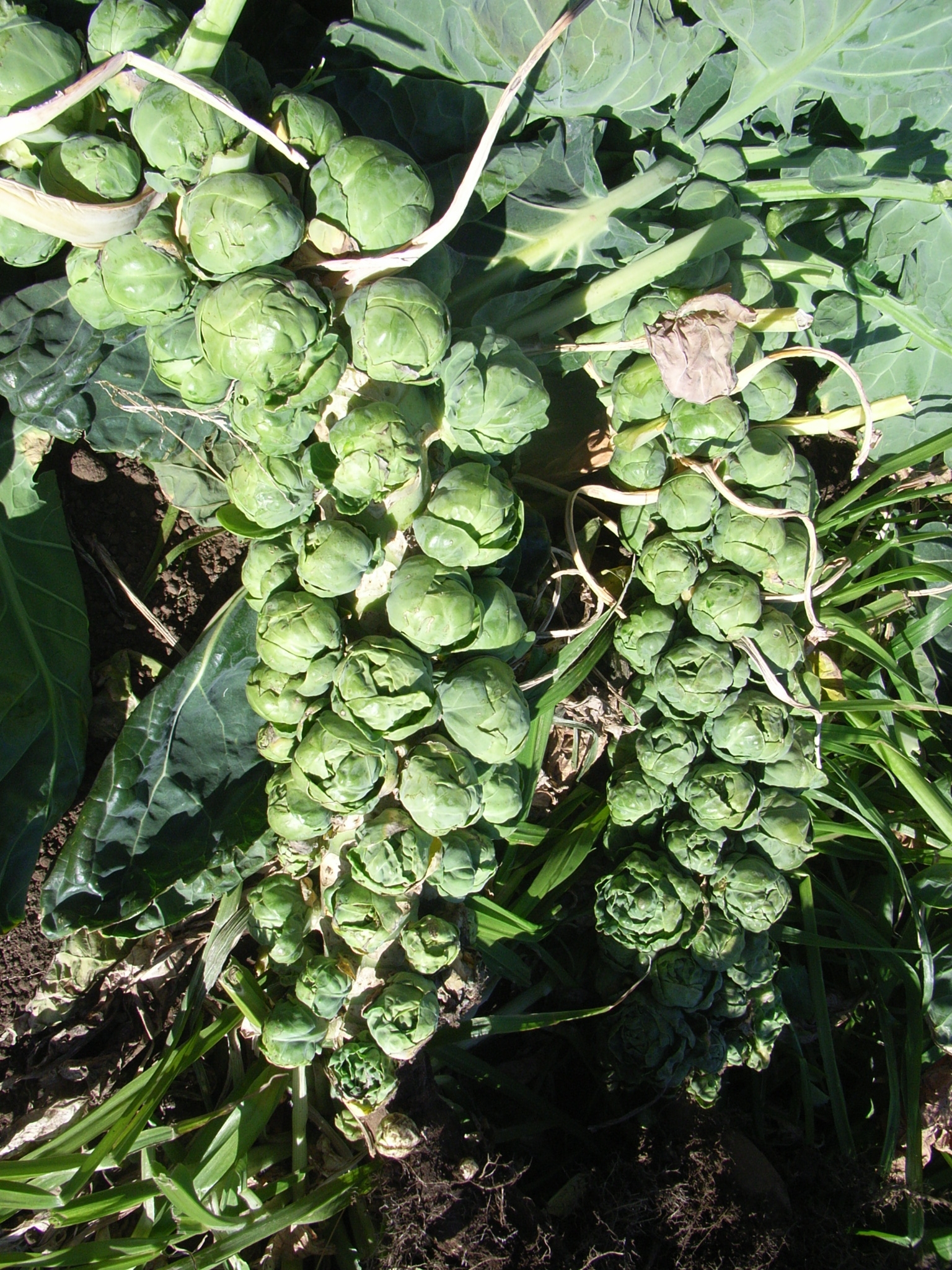 三浦市加藤農園の野菜と再会 山田雅子の鎌倉料理歳時記