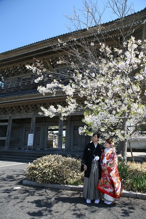 桜ロケーション　光明寺桜　婚礼前撮り