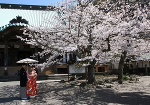 前撮りロケーション 桜屋外撮影 色打掛
