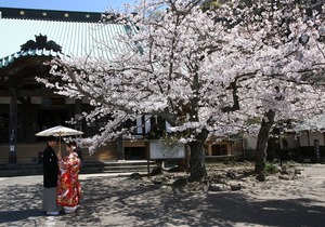 前撮りロケーション　桜屋外撮影　色打掛