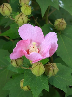 鎌倉英勝寺　芙蓉　鎌倉ロケーション