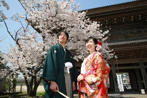 鎌倉桜　光明寺桜　桜ロケーション