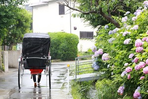 前撮りロケーション　鎌倉人力車　鎌倉あじさい