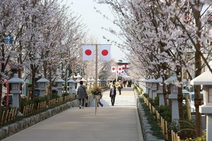 桜の参道段蔓