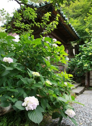 鎌倉英勝寺アジサイ