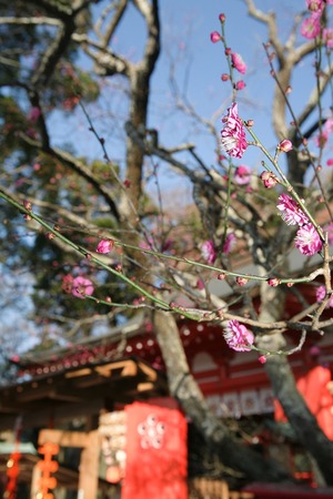 荏柄天神社梅写真１