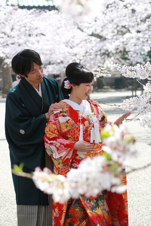 和装前撮り桜 鎌倉さくら 桜屋外撮影