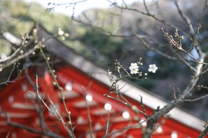 荏柄天神社梅写真５