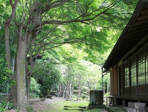 鎌倉英勝寺書院新緑