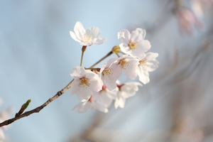 段蔓の桜