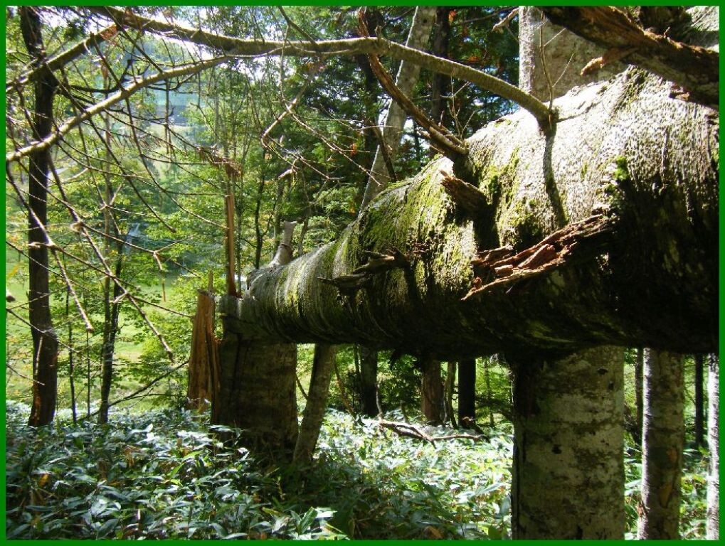 山梨県 歴史文学館 山口素堂資料室 : 荒れる日本の植林地
