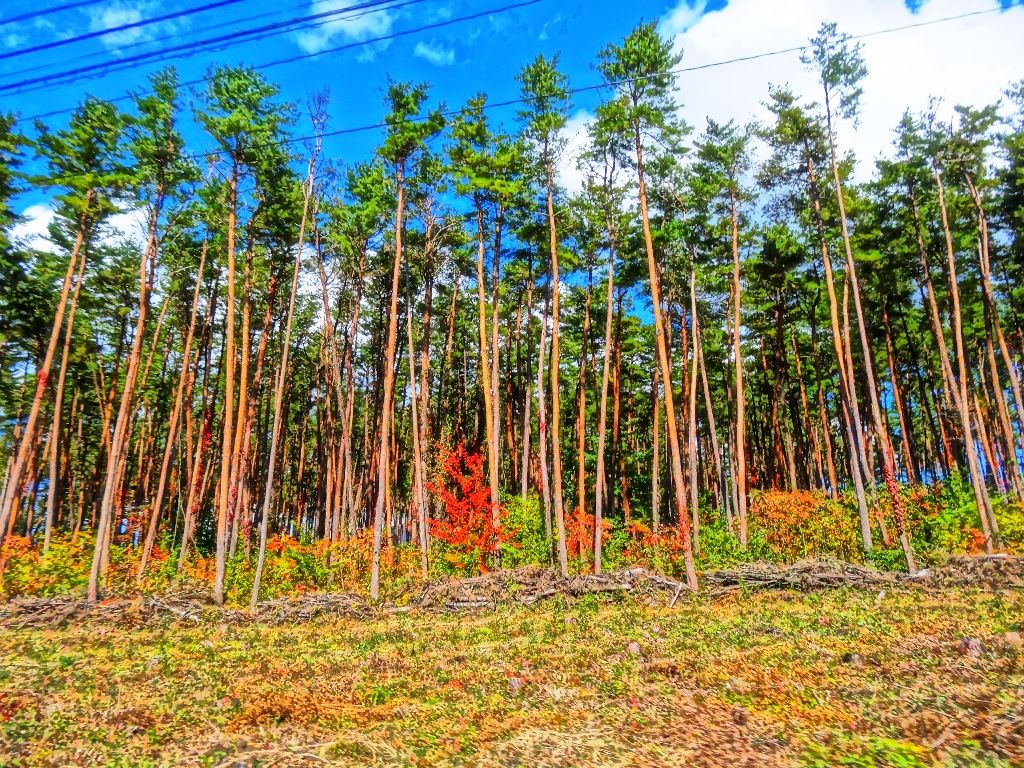 山梨 歴史文学館 山口素堂と共に 赤松林と紅葉