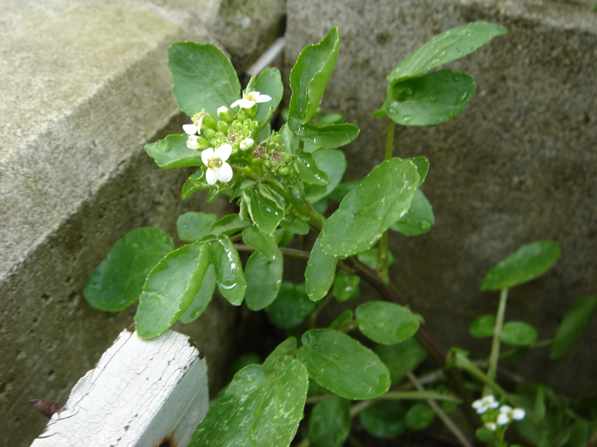 庭の花々 クレソン かま猫くん日記