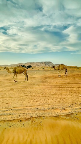 f0d1835b1909f3011034a9df0b88373b