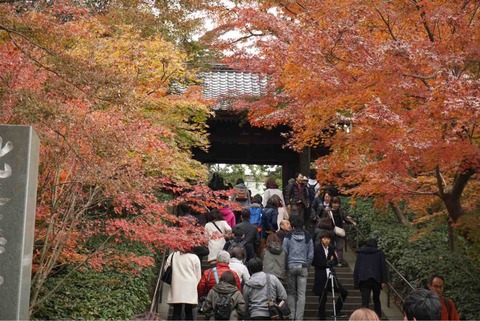 18年の北鎌倉紅葉 現在の状況は 色づきの推移と塩害の影響を確かめてきました 12月2日円覚寺 東慶寺 明月院 12月8日東慶寺 明月院 12月15日円覚寺 東慶寺 明月院 鎌倉ポタてく ー ポタリングと散歩で ご近所鎌倉 湘南を巡ります