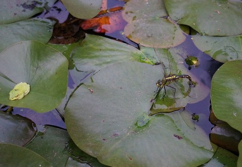 カエルとトンボ5.5