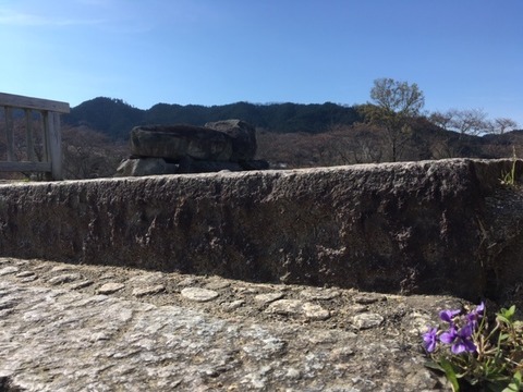 石舞台の階段に咲くスミレ