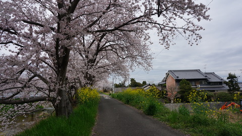 DSC01484