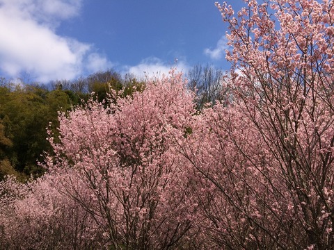 明日香の彼岸桜2017