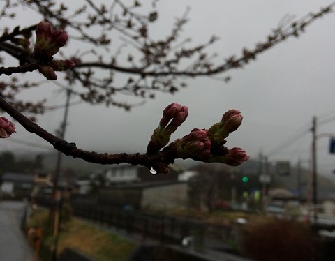 雨の桜つぼみ