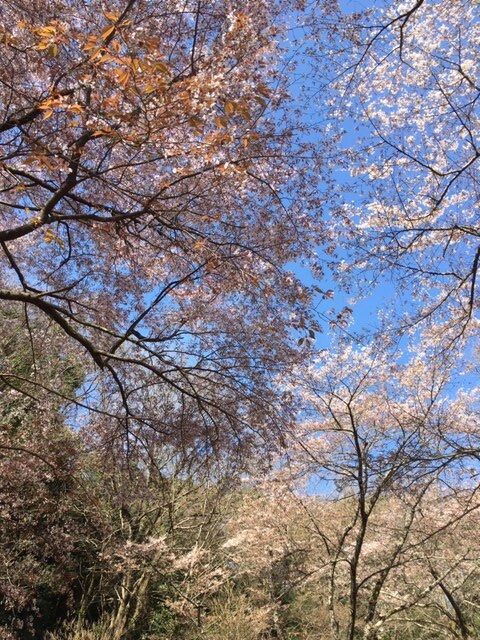 甘樫丘散る桜3.26