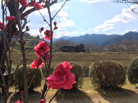 石舞台ハナモモ3.24