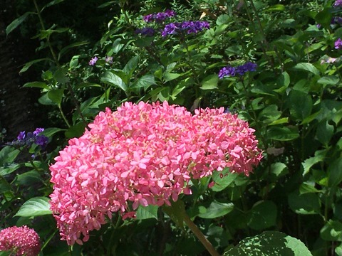 IMG_5384