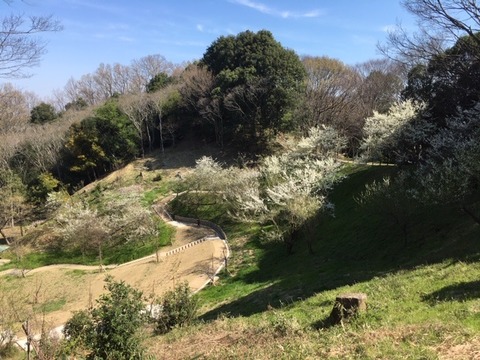 甘樫丘は里山公園