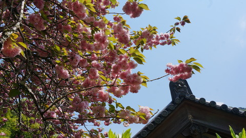 DSC01810