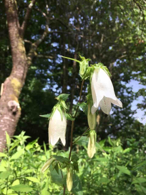 081C5171-B461-4473-8B0B-4C89AB1FDE10