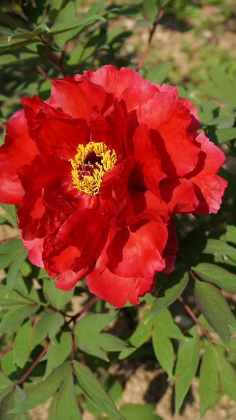 DSC01774
