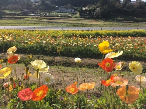 甘樫ポピー3.24