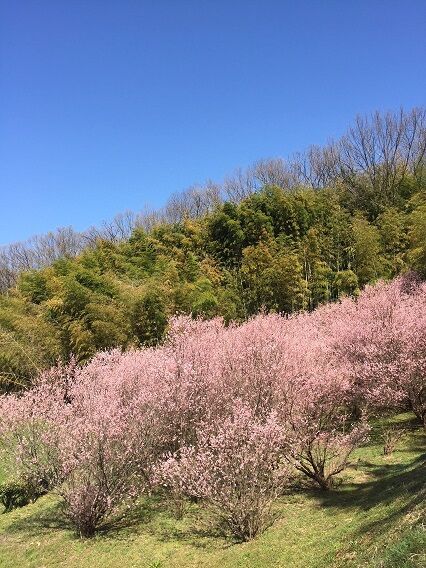 明日香の彼岸桜2018