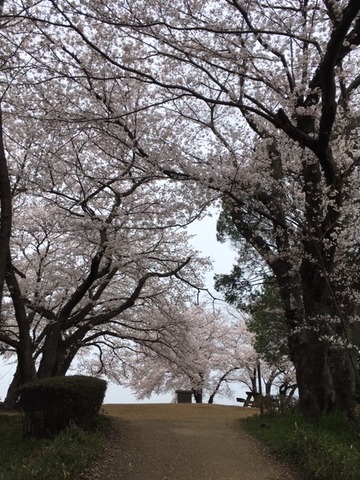 甘樫展望台の桜3.30