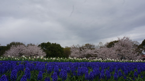 DSC01516