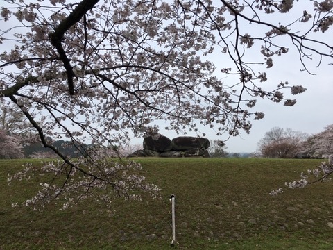 桜と石舞台3.31