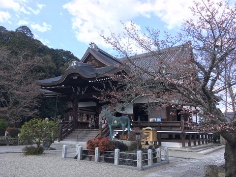 橘寺本堂咲き始め3.24