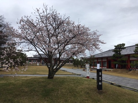 薬師寺三蔵伽藍の淡墨桜