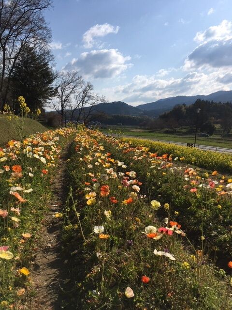 甘橿地区ポピー3.24